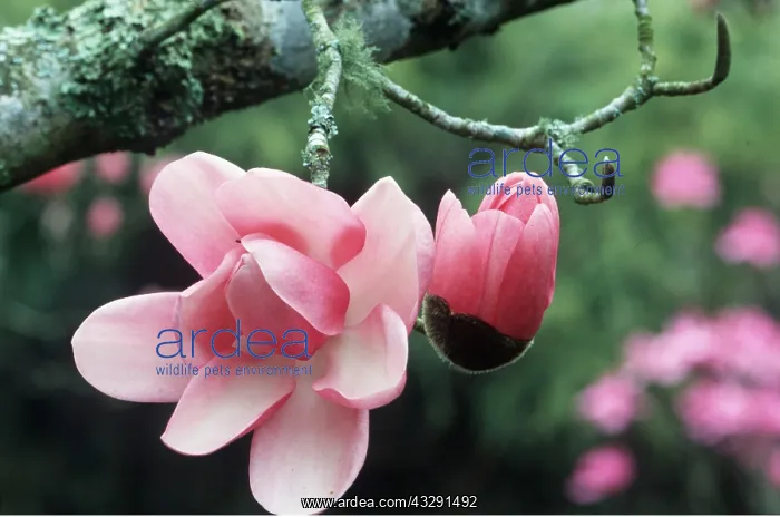 : MAGNOLIA : MAGNOLIA