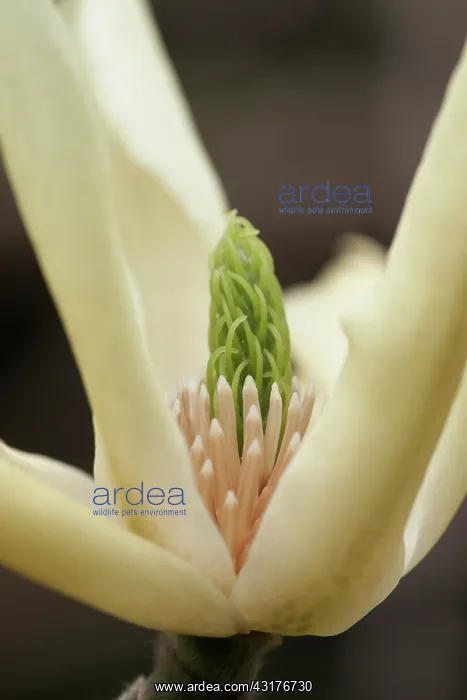 : Magnolia Butterflies, Very close side view of : Magnolia Butterflies, Very close side view of