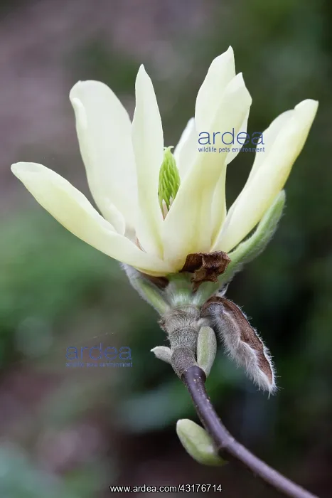 : Magnolia Butterflies, Close side view of one open : Magnolia Butterflies, Close side view of one open