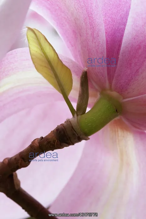 : Magnolia Cylindrica X M Campbellii Darjeeling : Magnolia Cylindrica X M Campbellii Darjeeling