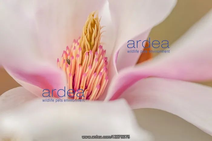 : Magnolia flower - blooming light pink saucer magnolia : Magnolia flower - blooming light pink saucer magnolia