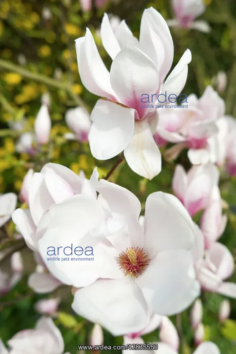  : Magnolia Flowers