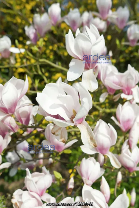  : Magnolia Flowers