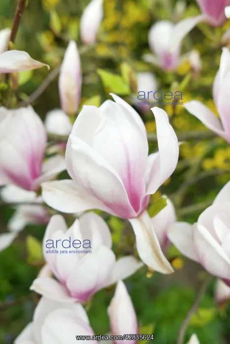  : Magnolia Flowers