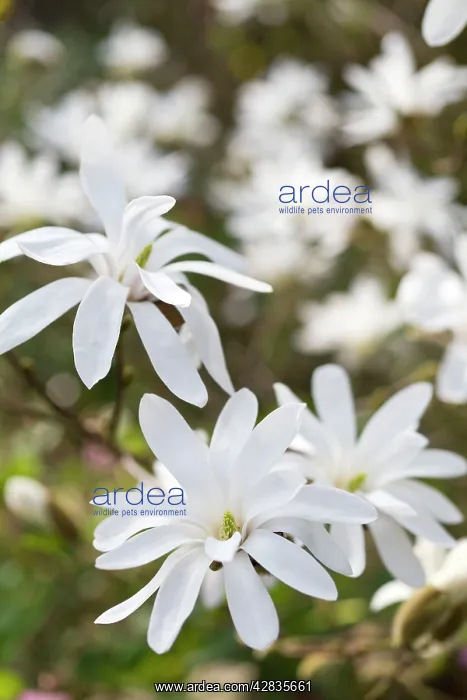 : Magnolia Flowers : Magnolia Flowers