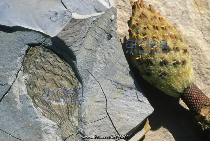 : Magnolia fruit body and fossil : Magnolia fruit body and fossil
