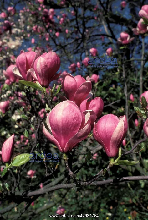 : Magnolia - Hybrid - Flowering : Magnolia - Hybrid - Flowering