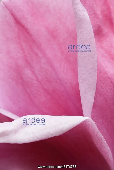: Magnolia, Magnolia Felix Jury Jurmag2, Close up : Magnolia, Magnolia Felix Jury Jurmag2, Close up
