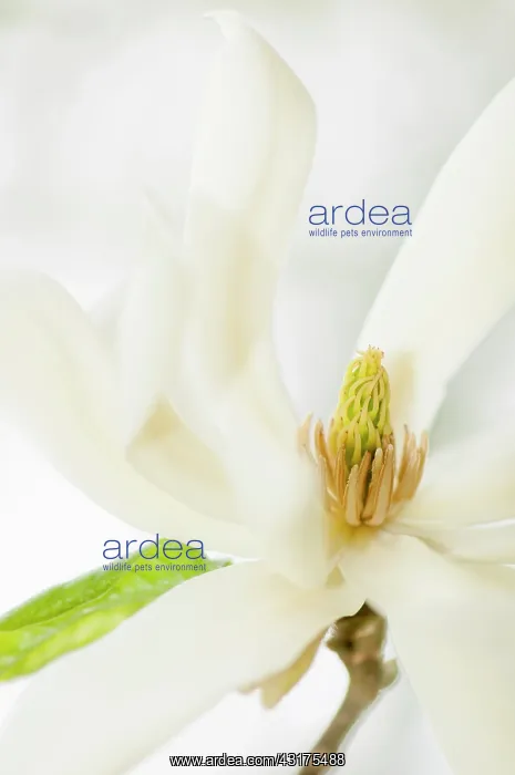 : Magnolia, Magnolia Gold Star, close up deatil of the flowe : Magnolia, Magnolia Gold Star, close up deatil of the flowe
