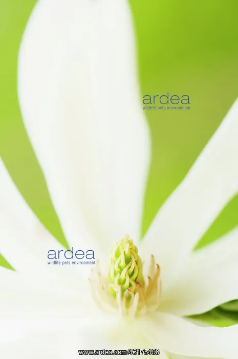 : Magnolia, Magnolia Gold Star, close up deatil of the flowe : Magnolia, Magnolia Gold Star, close up deatil of the flowe