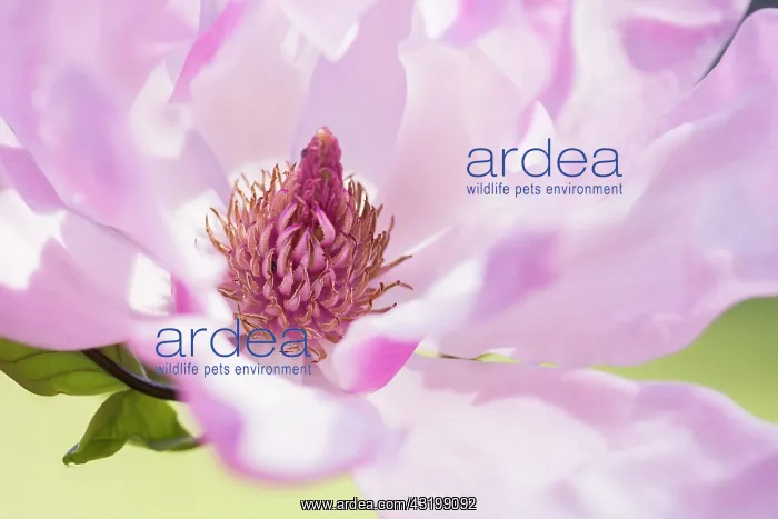 : Magnolia, Magnolia soulangeana, Pink subject : Magnolia, Magnolia soulangeana, Pink subject