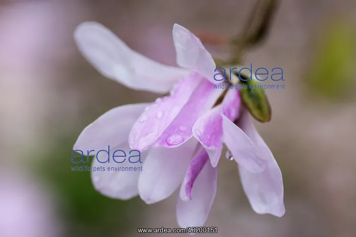 : Magnolia, Magnolia x loebneri Leonard Messel : Magnolia, Magnolia x loebneri Leonard Messel
