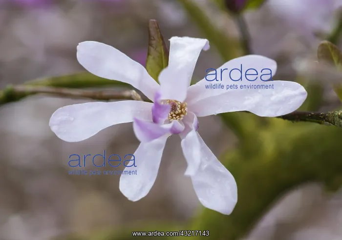 : Magnolia, Magnolia x loebneri Leonard Messel : Magnolia, Magnolia x loebneri Leonard Messel