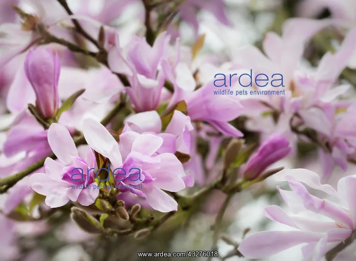 : Magnolia, Magnolia x loebneri Leonard Messel : Magnolia, Magnolia x loebneri Leonard Messel