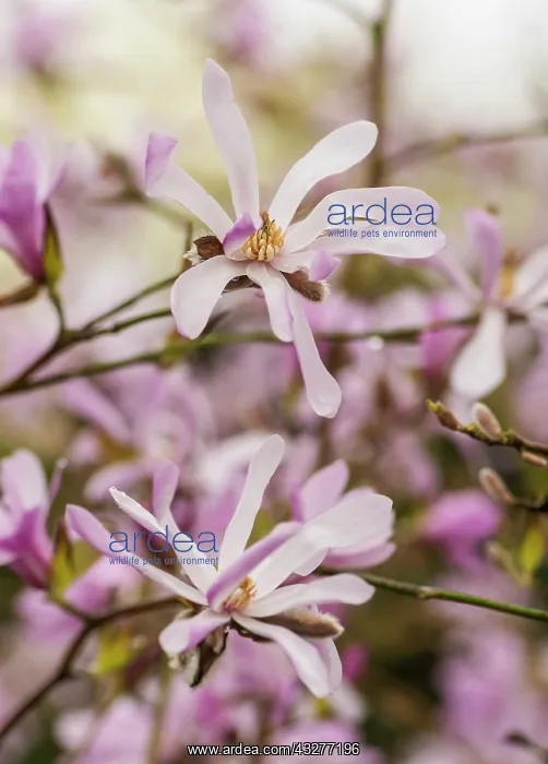 : Magnolia, Magnolia x loebneri Leonard Messel : Magnolia, Magnolia x loebneri Leonard Messel