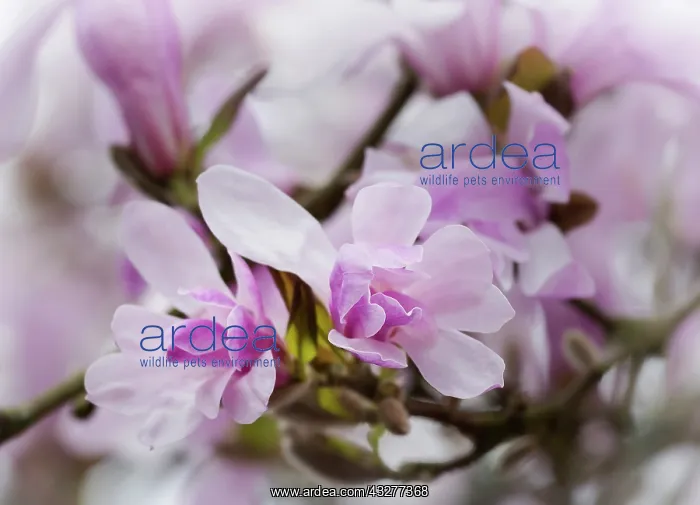 : Magnolia, Magnolia x loebneri Leonard Messel : Magnolia, Magnolia x loebneri Leonard Messel