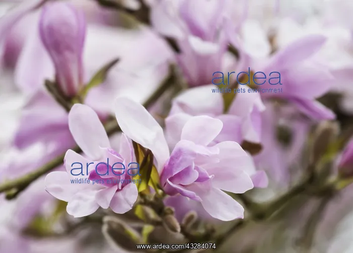 : Magnolia, Magnolia x loebneri Leonard Messel : Magnolia, Magnolia x loebneri Leonard Messel