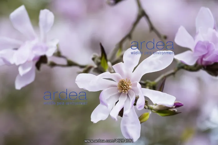 : Magnolia, Magnolia x loebneri Leonard Messel : Magnolia, Magnolia x loebneri Leonard Messel