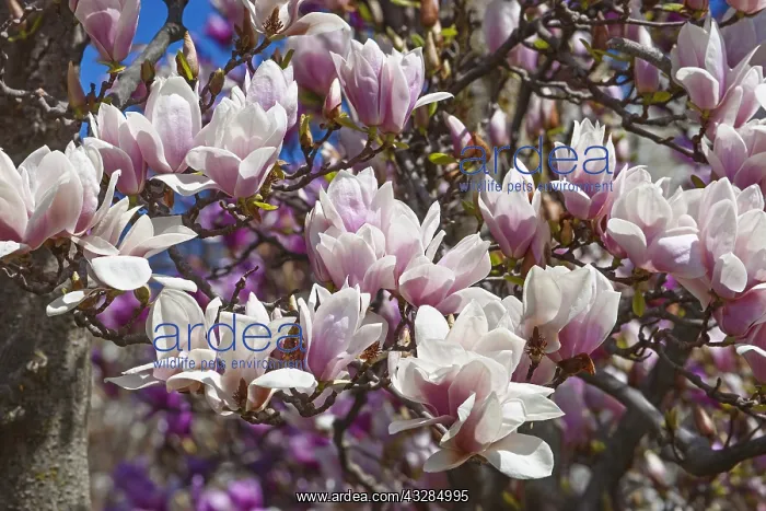 : Magnolia, Magnolia x soulangeana Alba Superba : Magnolia, Magnolia x soulangeana Alba Superba