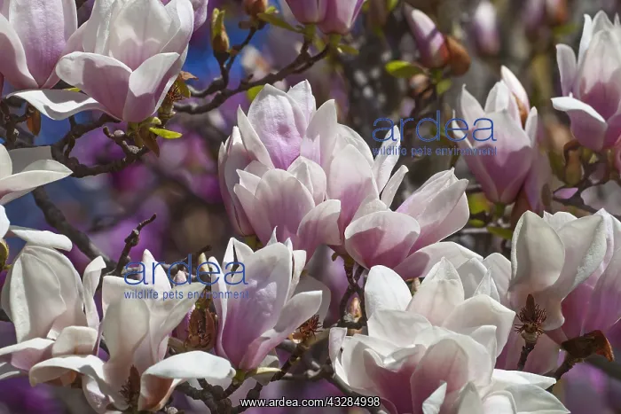 : Magnolia, Magnolia x soulangeana Alba Superba : Magnolia, Magnolia x soulangeana Alba Superba