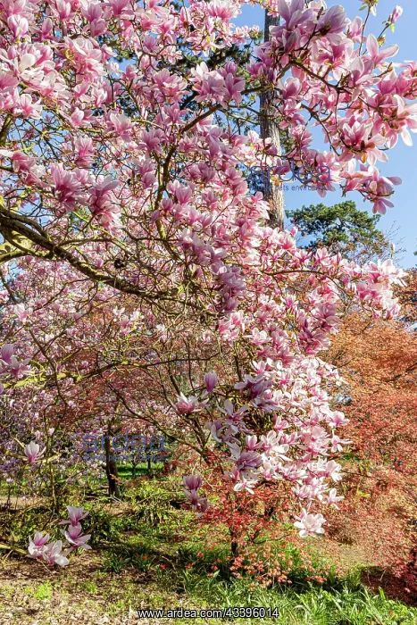 : Magnolia (Magnolia x soulangeana) Burgundy in : Magnolia (Magnolia x soulangeana) Burgundy in