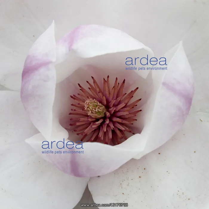 : Magnolia Purple Platter, Close top view of one : Magnolia Purple Platter, Close top view of one