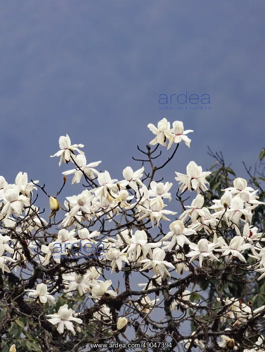 : Magnolia sp : Magnolia sp