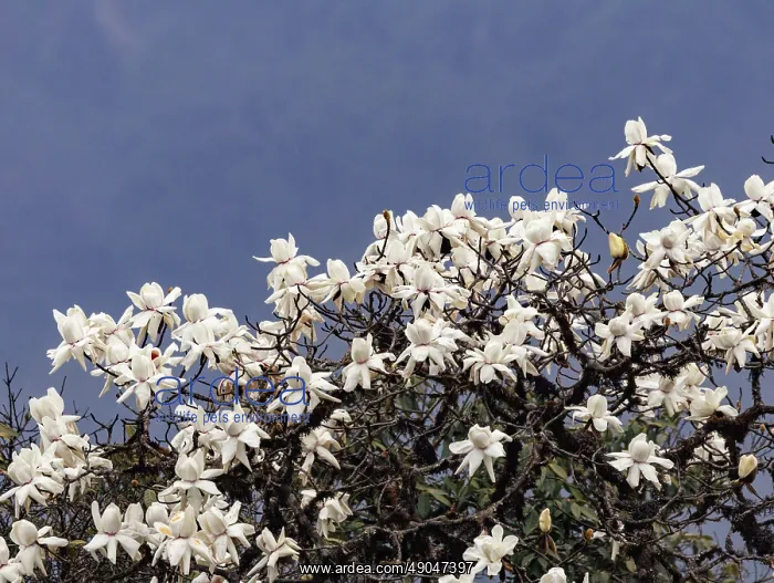 : Magnolia sp : Magnolia sp