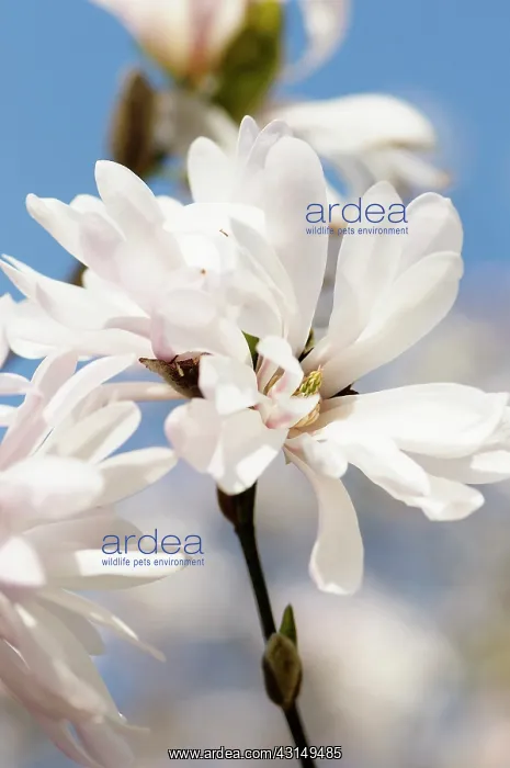 : Magnolia, Star magnolia, Magnolia, Magnolia stellata : Magnolia, Star magnolia, Magnolia, Magnolia stellata