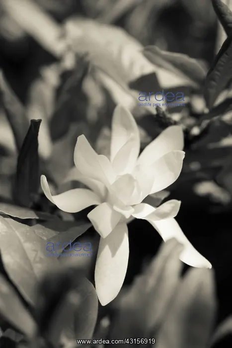 : Magnolia stellata, Black and white image of one : Magnolia stellata, Black and white image of one