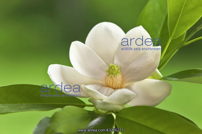 : Magnolia Tree Blossom : Magnolia Tree Blossom