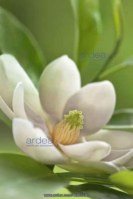 : Magnolia Tree Blossom : Magnolia Tree Blossom