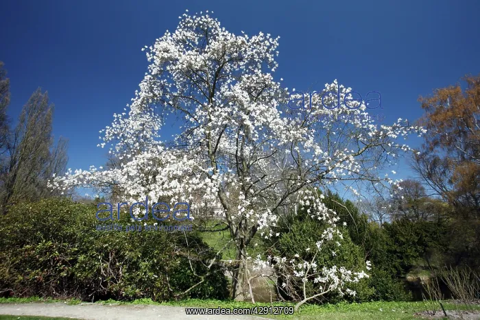 : Magnolia Tree - blossom in springtime : Magnolia Tree - blossom in springtime