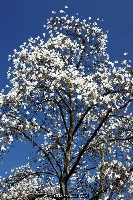 : Magnolia Tree - blossom in springtime : Magnolia Tree - blossom in springtime