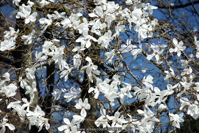 : Magnolia Tree - blossom in springtime : Magnolia Tree - blossom in springtime