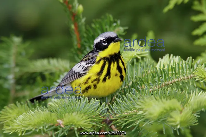 : Magnolia Warbler : Magnolia Warbler