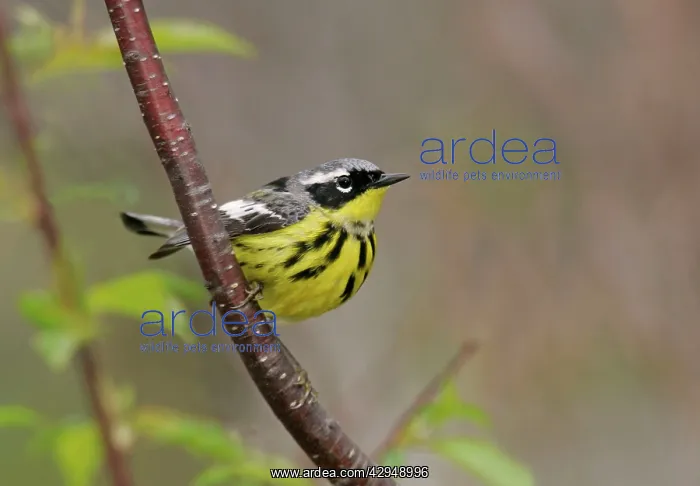  : Magnolia Warbler