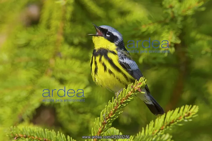 : Magnolia Warbler : Magnolia Warbler