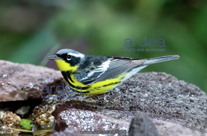 : Magnolia Warbler (Dendroica magnolia) : Magnolia Warbler (Dendroica magnolia)