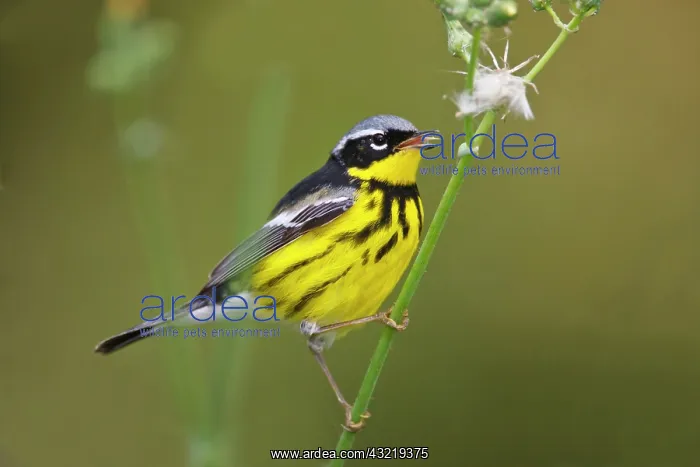 : Magnolia Warbler (Dendroica magnolia) male : Magnolia Warbler (Dendroica magnolia) male