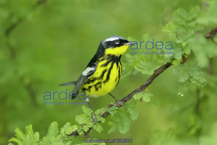 : Magnolia Warbler - male on migration : Magnolia Warbler - male on migration