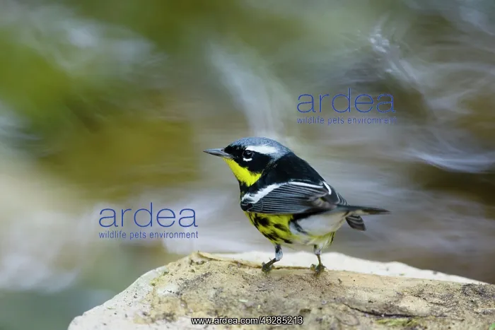 : Magnolia Warbler - male by river : Magnolia Warbler - male by river