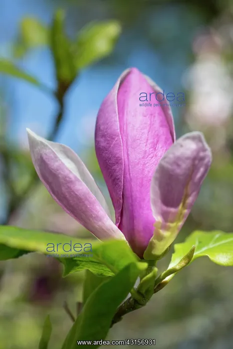 : Magnolia x soulangeana Lennei, One pink flower : Magnolia x soulangeana Lennei, One pink flower