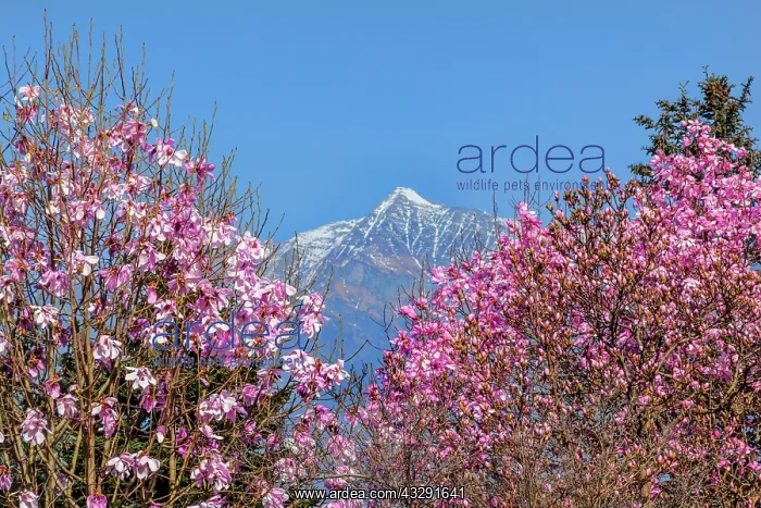 : Magnolias Lago Maggiore - mountain scenery with spring snow : Magnolias Lago Maggiore - mountain scenery with spring snow