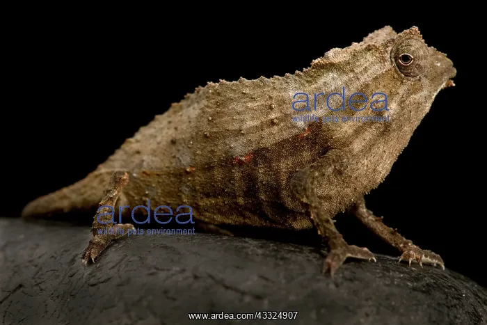 : Magombera Bearded pygmy chameleon (Rieppeleon br : Magombera Bearded pygmy chameleon (Rieppeleon br