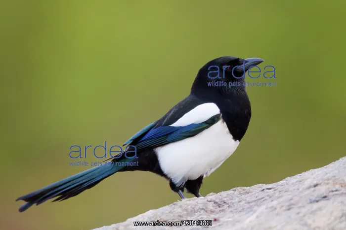  : Magpie (Pica pica). Norway