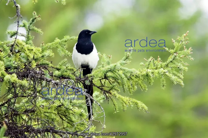 : Magpie (Pica pica). Canadian Rocky Mountains - Alberta - Canada : Magpie (Pica pica). Canadian Rocky Mountains - Alberta - Canada