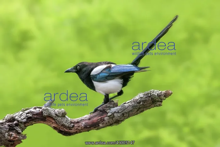  : Magpie (Pica pica)