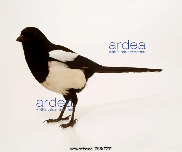 : MAGPIE : MAGPIE