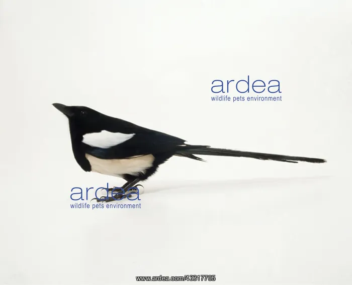 : MAGPIE : MAGPIE